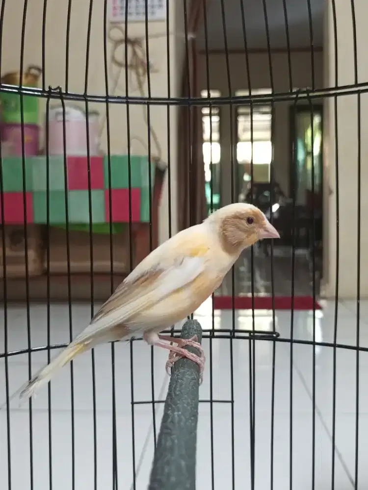 Di juaL kenari paud jantan