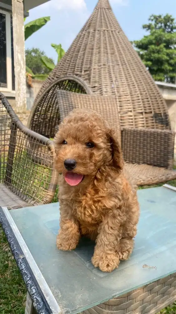 Apricot Toy Poodle gemas betina dan jantan