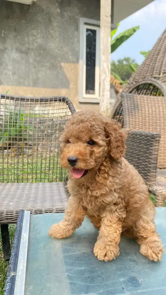 Toy Poodle Apricot lucu jantan dan betina