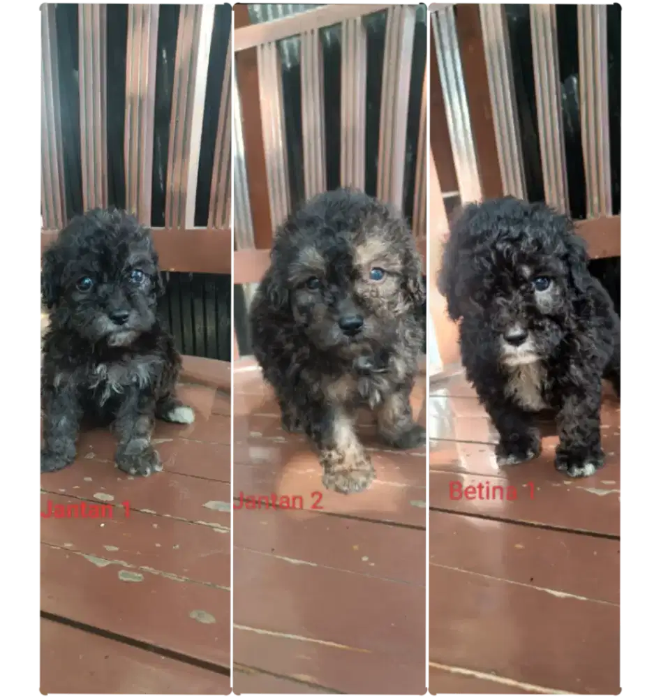Poodle jantan betina
