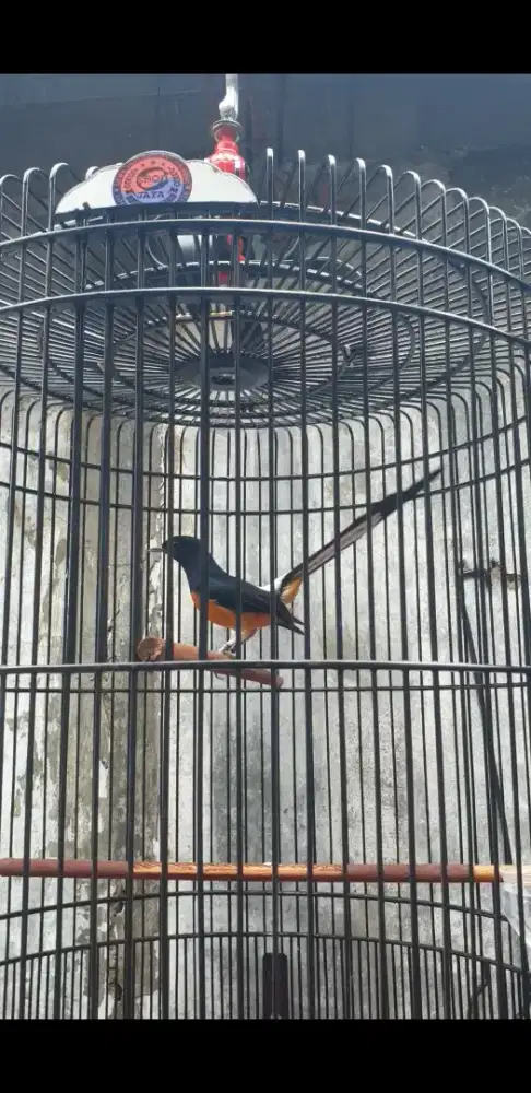 Burung murai fullset