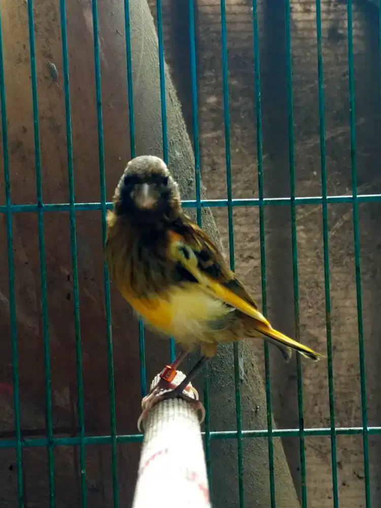Burung kenari tricolor paud jantan