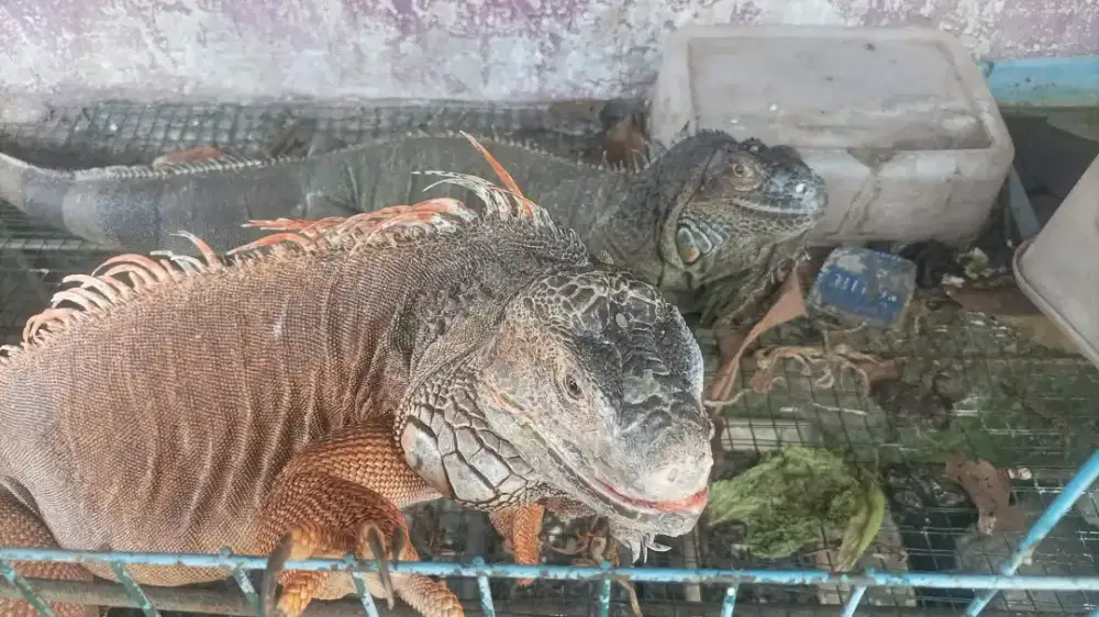Iguana igy iguana