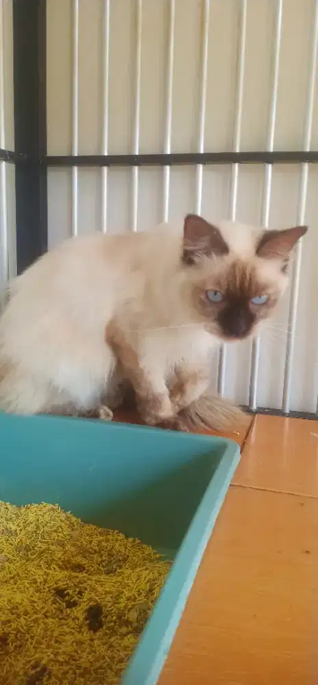 Kucing Ras Himalaya