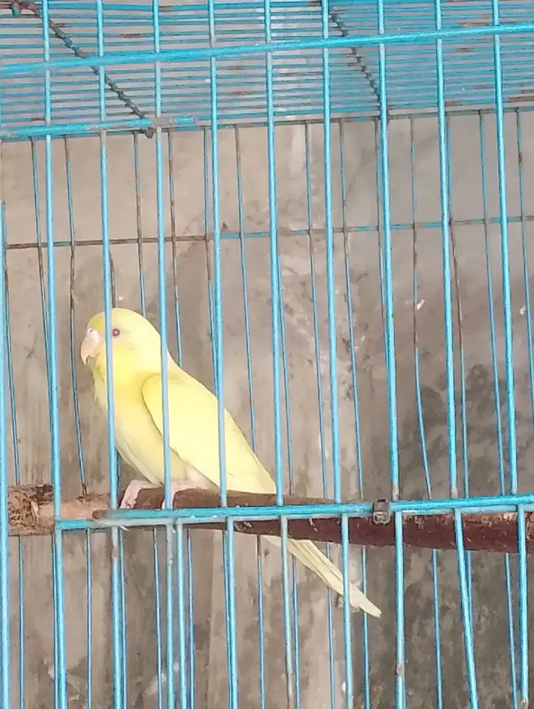 Burung parkit lutino mata merah betina b