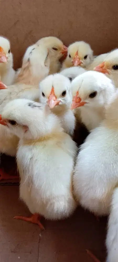 DOC ayam Elba, kuntara4