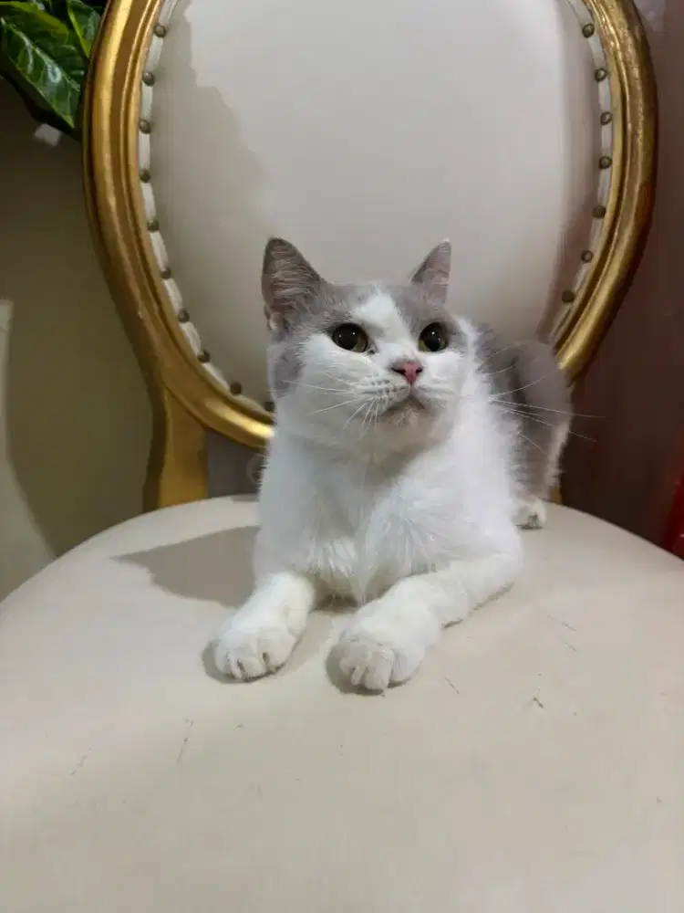 Kucing British shorthair