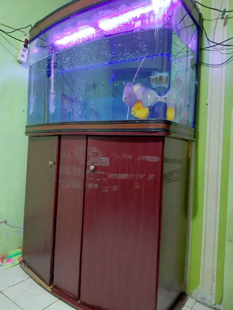 Jual ikan discus