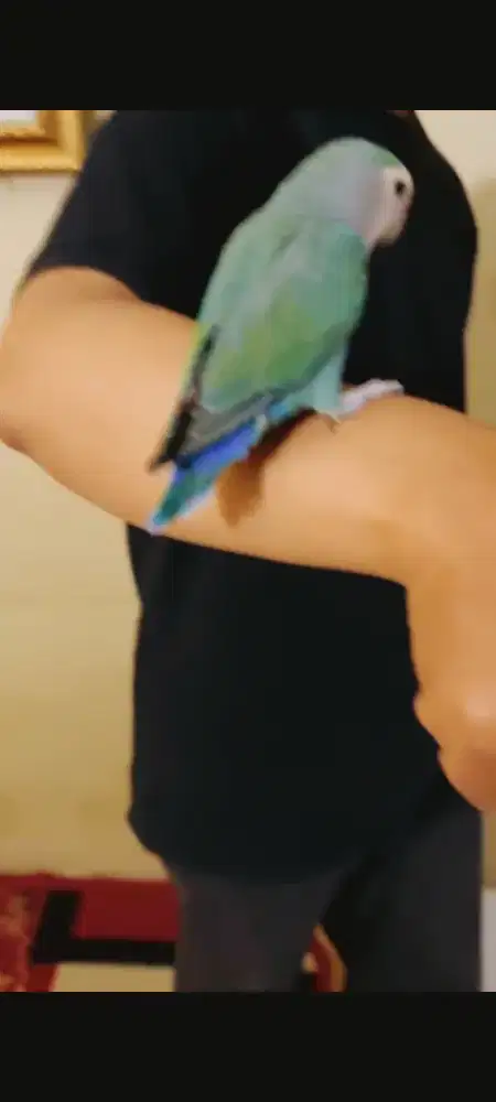 Love Bird NK Jinak sudah ada Skill
