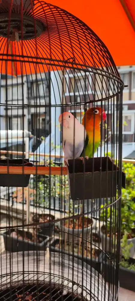 Love bird sepasang + sangkar burung nya murah meriah