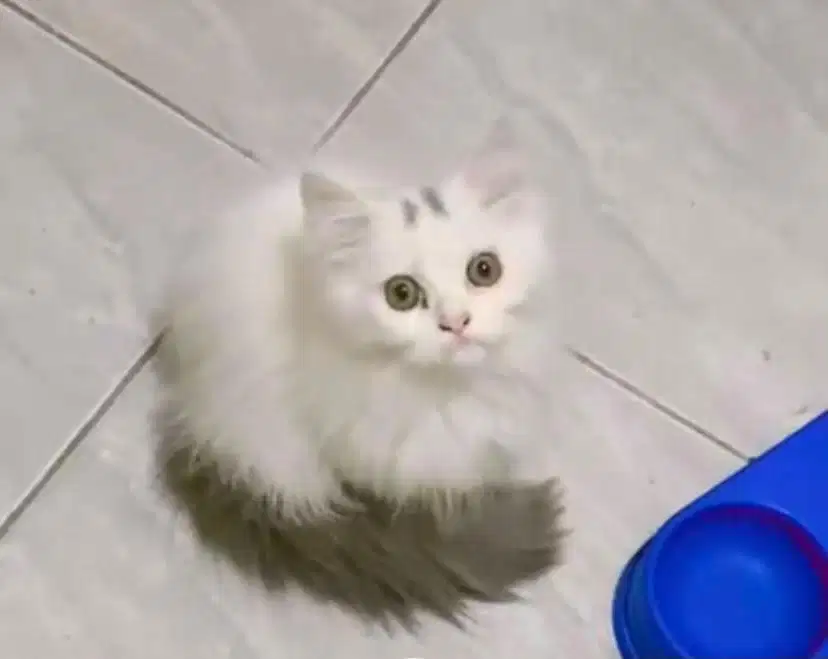 Kitten persia bluevan 2,5 bulan