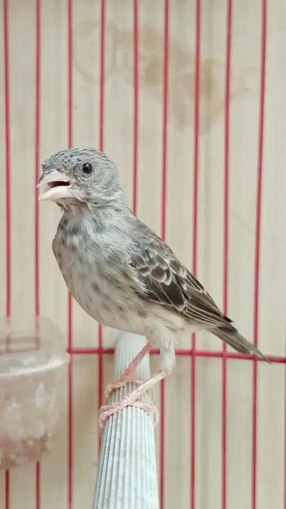 Burung Sanger Betina