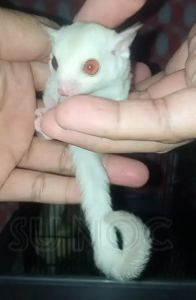 sugar glider joy betina creamino