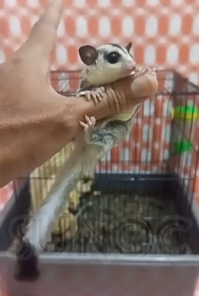 sugar glider betina white face