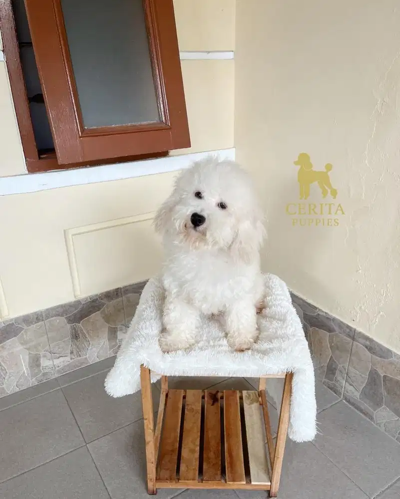 Jual Poodle STAMBUM Calon PEJANTAN