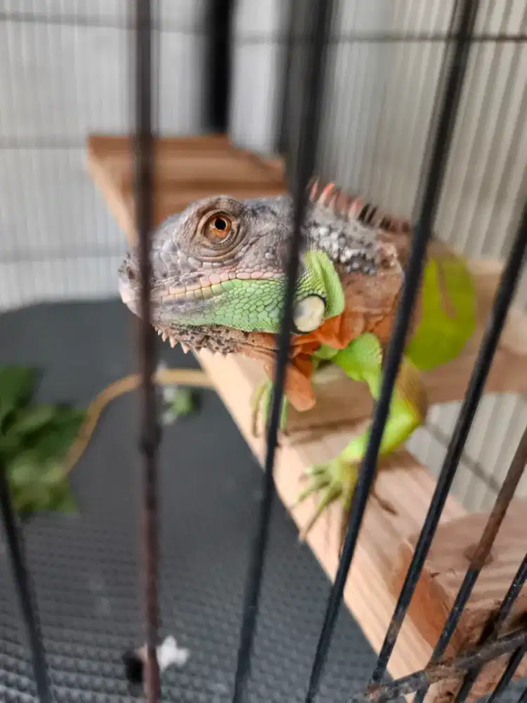 Iguana Red 60 cm Jinak Lincah