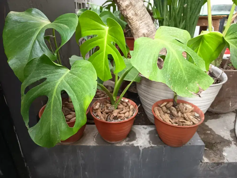 Tanaman baby monstera