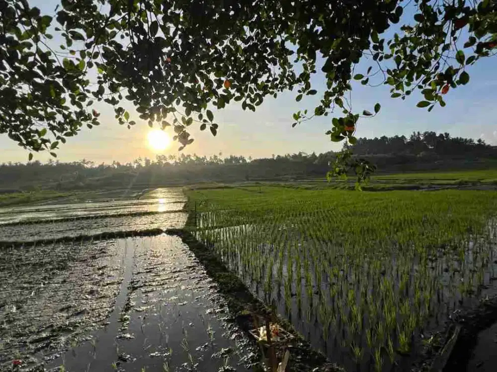 jual tanah pinggir jalan utama view sawah dekat kota tabanan bali