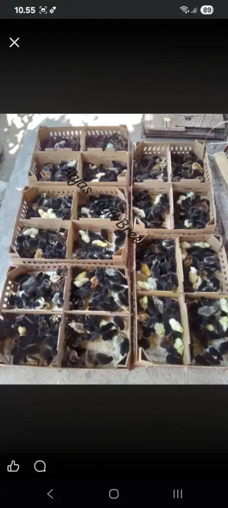Doc ayam kub 2.