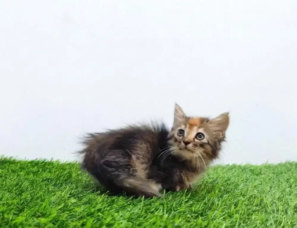 Kucing Munchkin Kucing Cebol