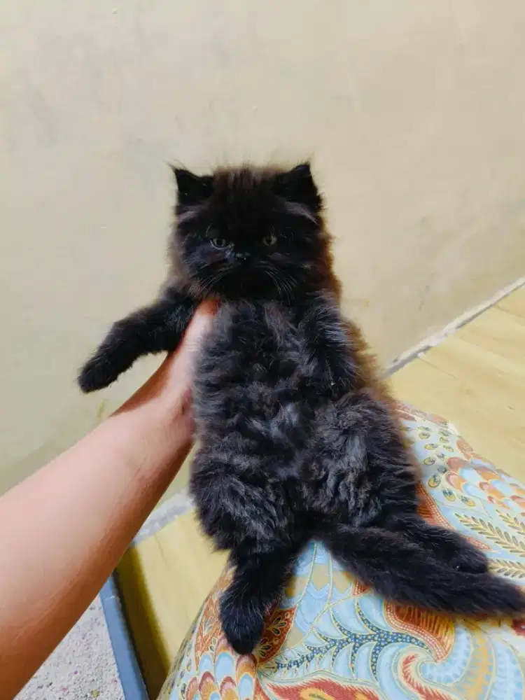 Persia Flatnose