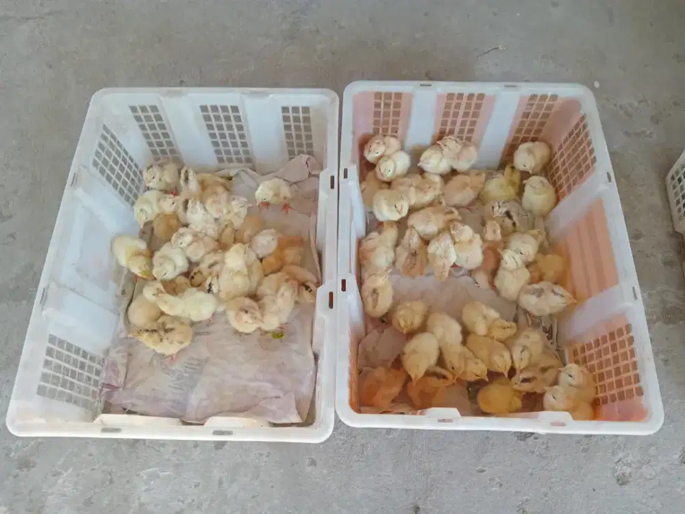 Doc ayam elba petelur