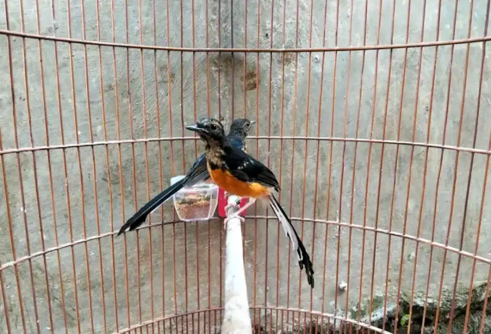 trotol murai jantan trah ekor panjang