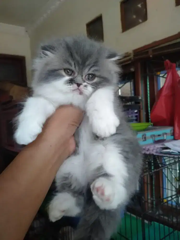 Kitten Persia jantan