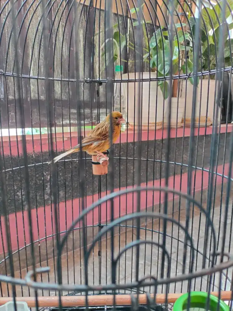 Kenari kenari burja