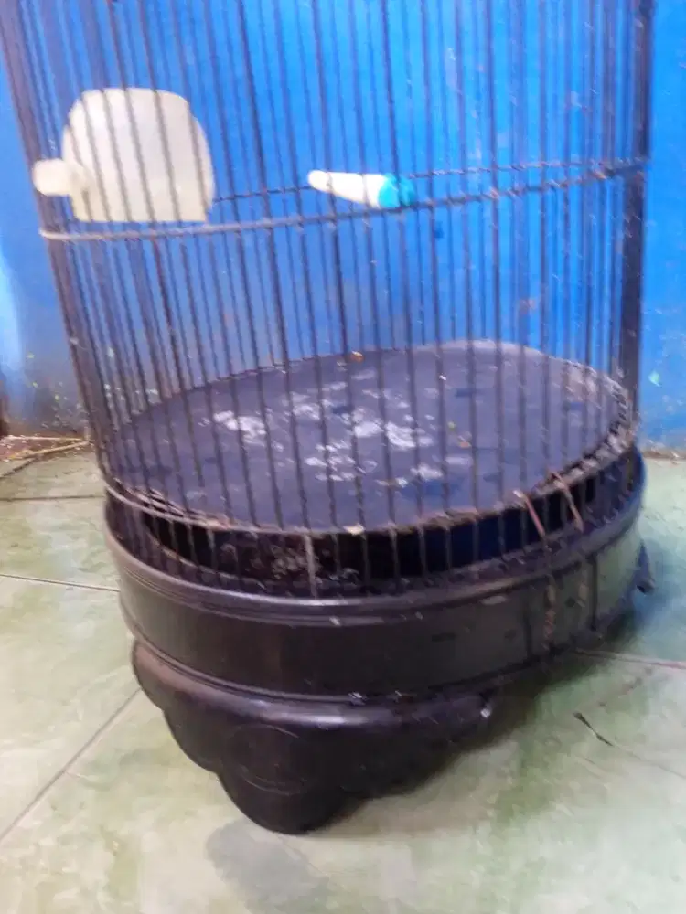 Kandang Lovebird Doble Ring