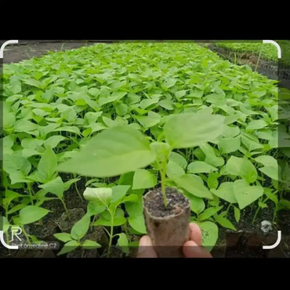 Jual bibit cabai dan pepaya unggul