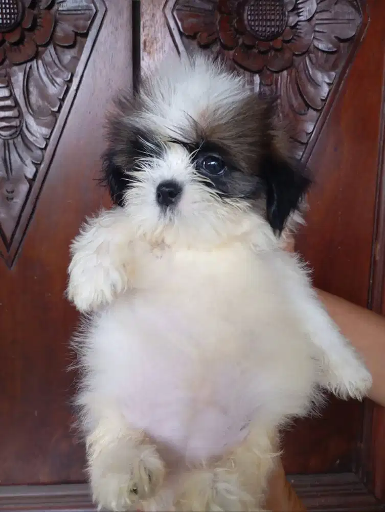 Anakan Shih Tzu pure/murni/no mix