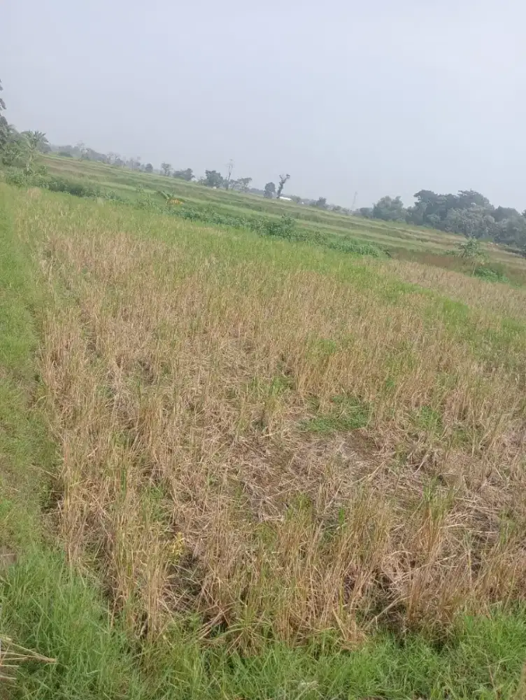 JUAL SAWAH MURAH