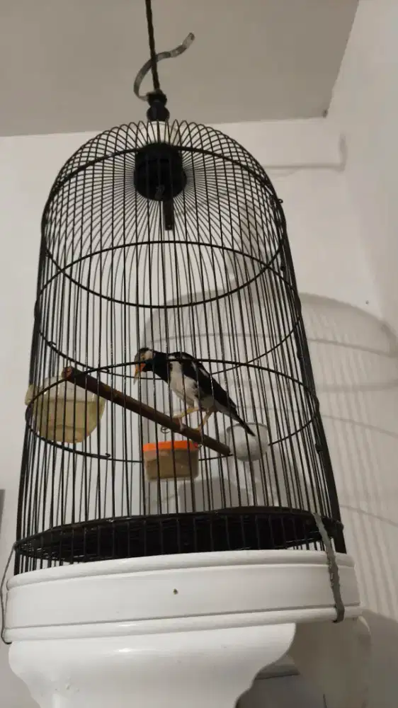 Burung jalak suren Malaysia fullset kndng bagus