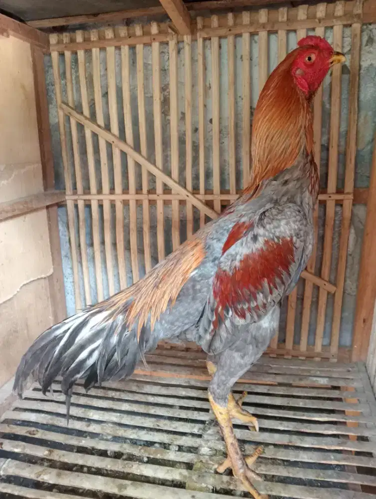 Ayam Bangkok Muda Klawu Geni