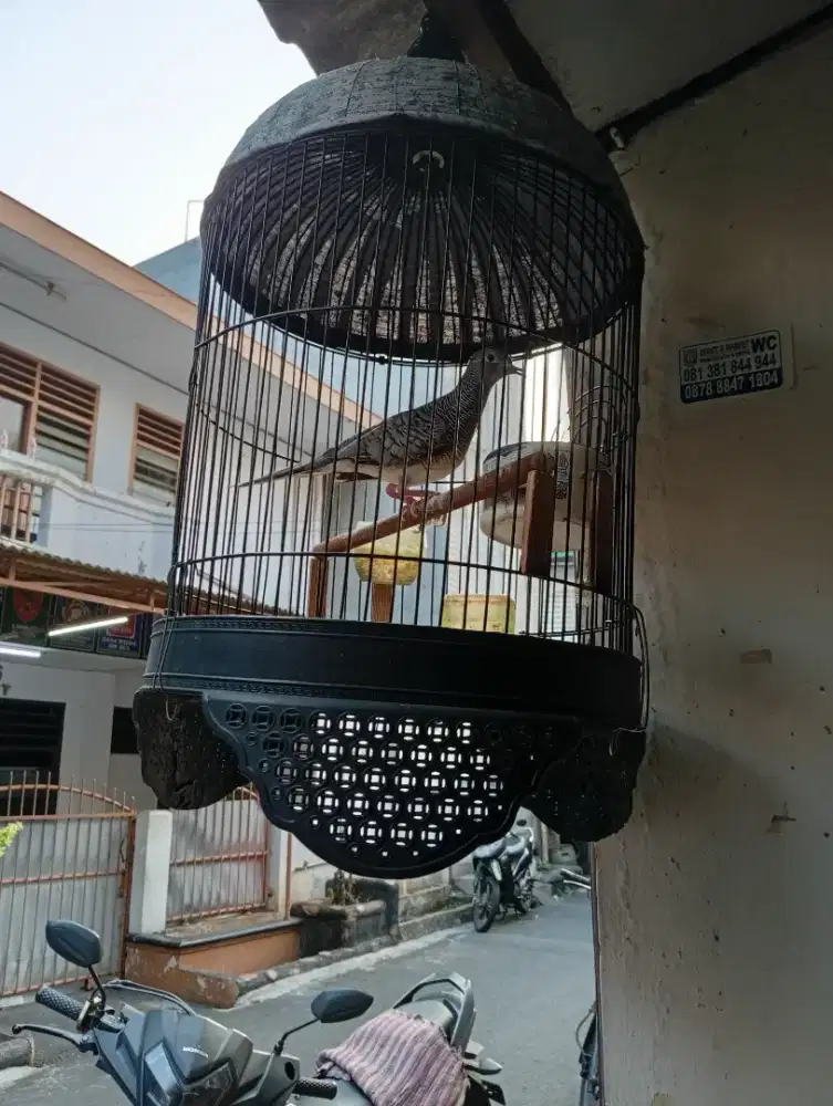Perkutut Bangkok cetrekan manggung(Burja)