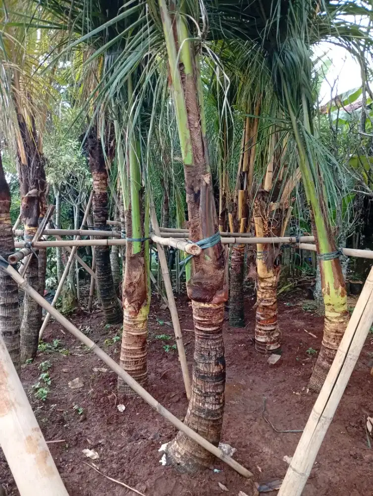 Jual pohon kelapa gading kuning