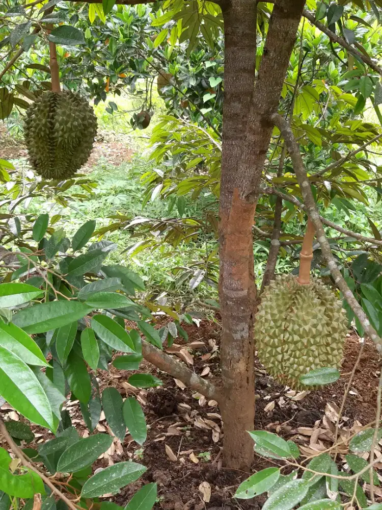 Pohon Buah Produksi