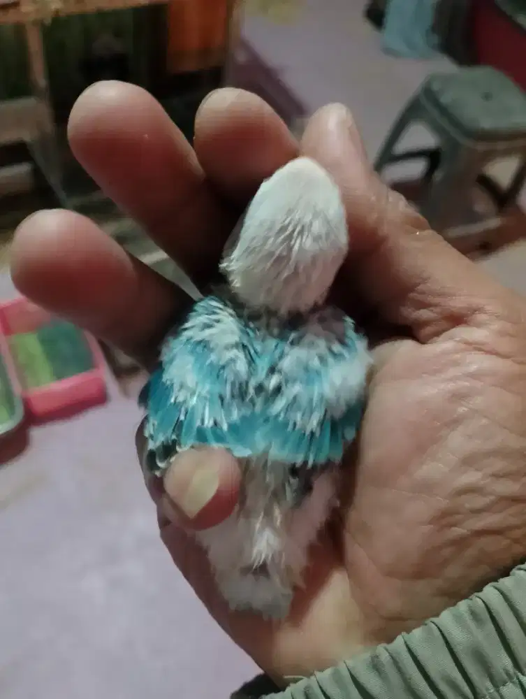 Lolohan Lovebird Biola
