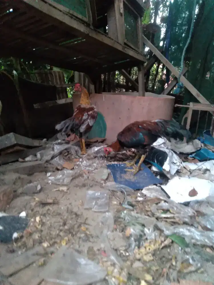 ayam kampung umbaran