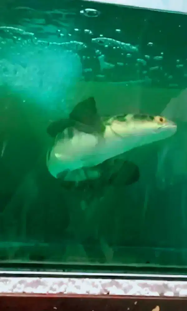 Ikan Channa Gabus Channa plus Aquarium