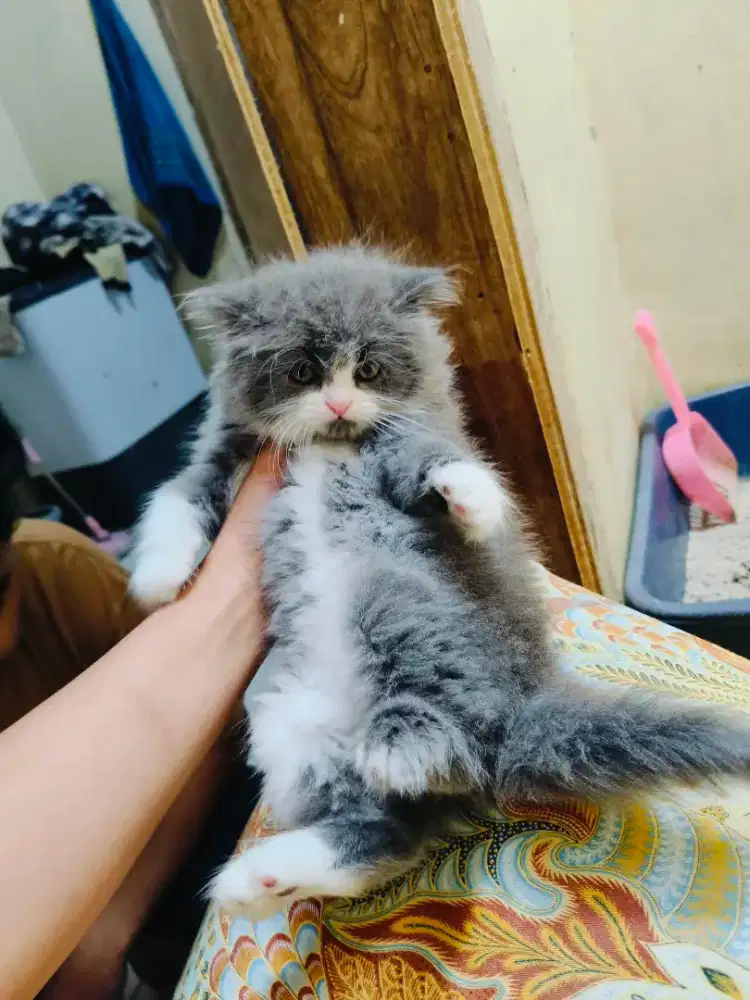Kitten Persia abu putih