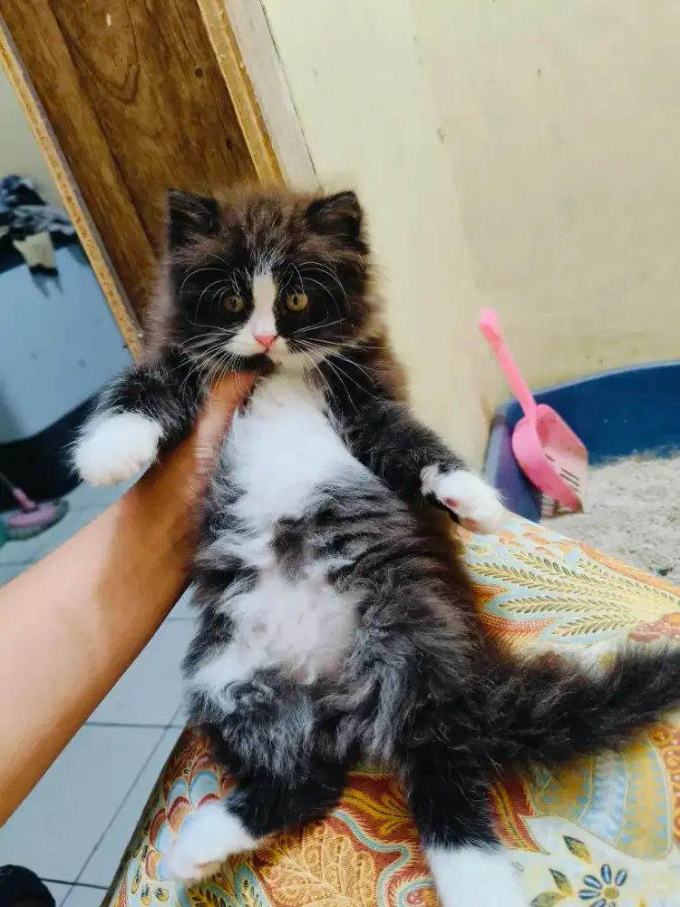 Kitten Persia hitam putih