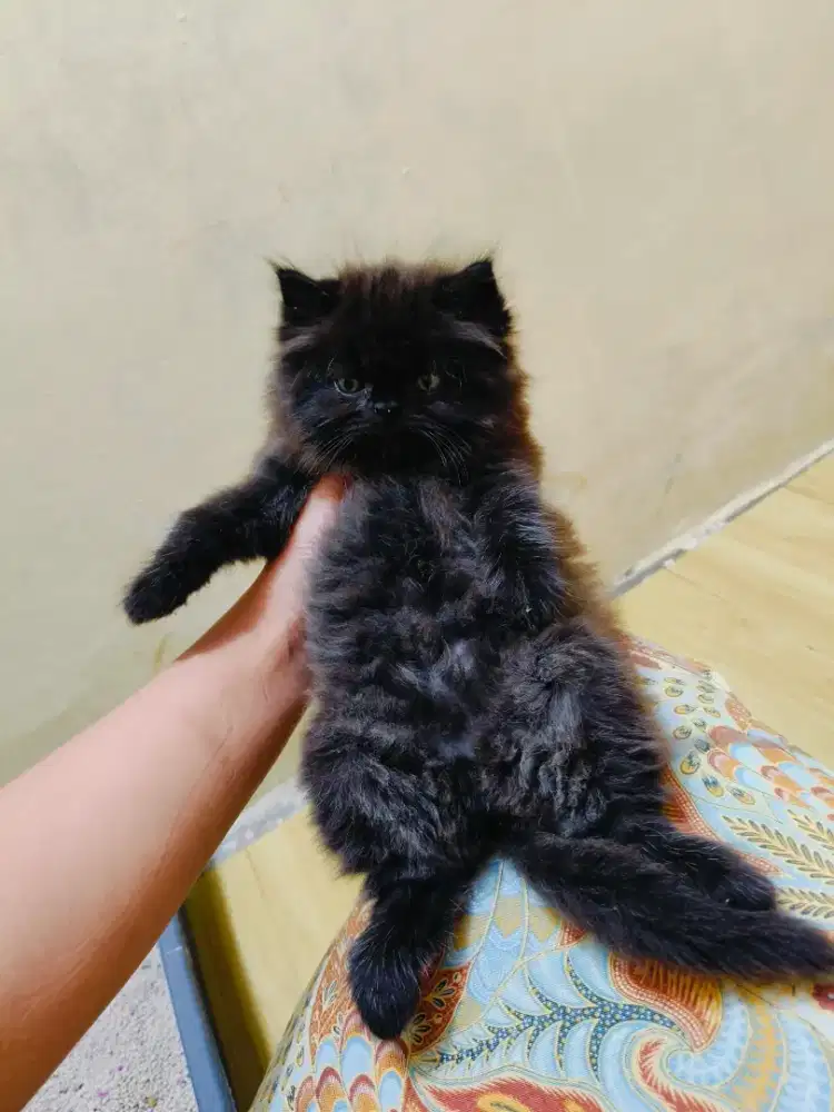Kitten Persia black smoke