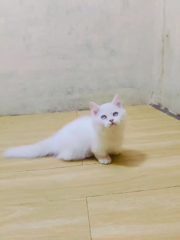 Munchkin betina