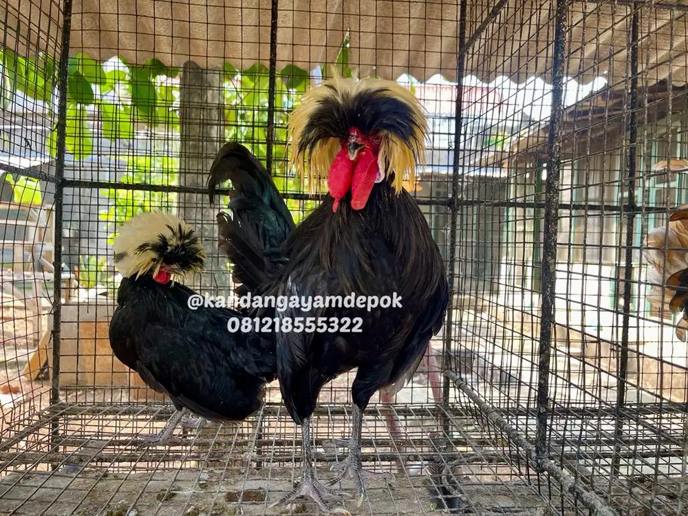 Ayam poland jambul putih
