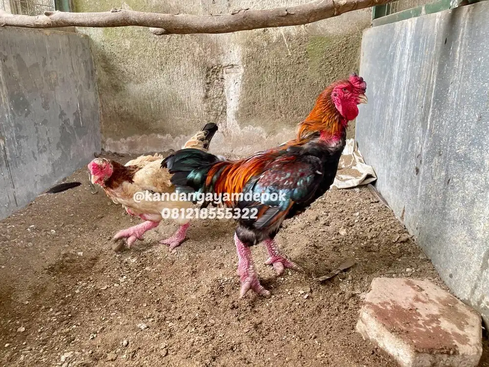 Ayam dong tao sepasang