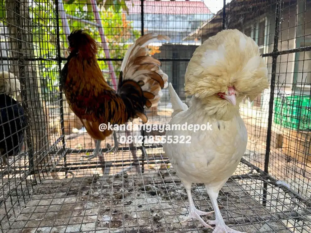 Ayam poland sepasang