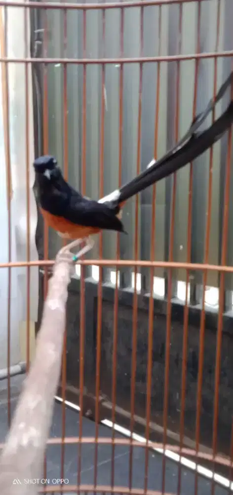Jual santai murai medan ring burung giras tidak manja burja nego