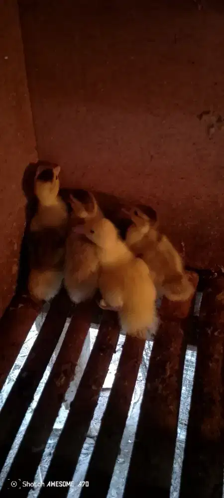 4 ekor anak entok umur 4 hari